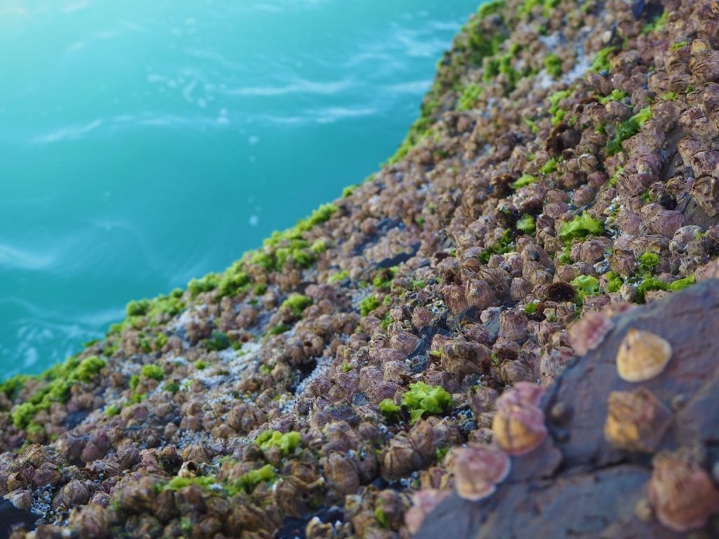 Mušle Snapper Rocks, Gold Coast, 2020.