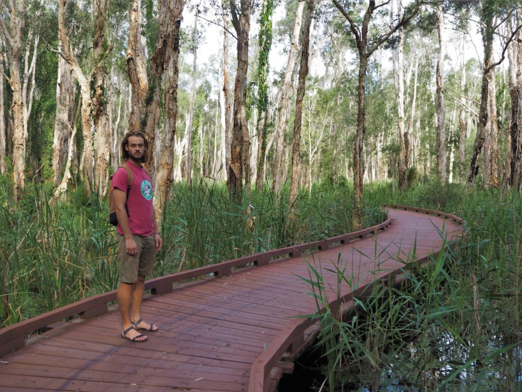 Dřevěná stezka Myola Court, chráněná oblast Coombabah Lakelands, Gold Coast, 2020.